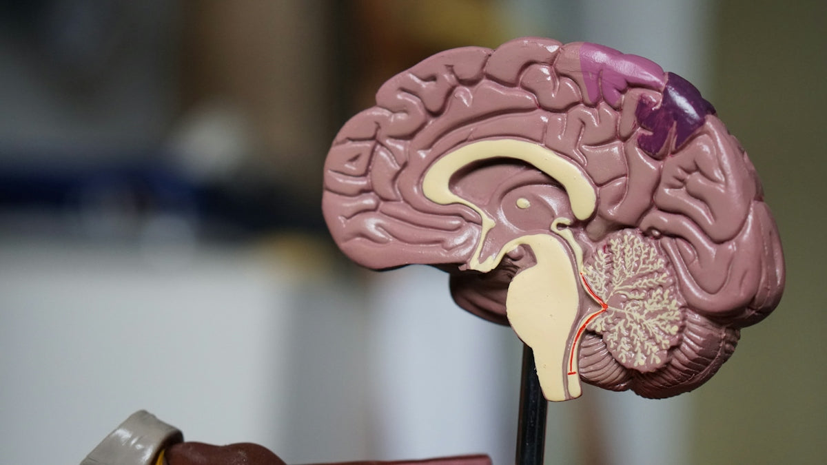 Exploring the Importance of Letters of Recommendation for Psychology Program Success